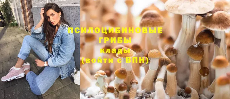 цена   Гагарин  Галлюциногенные грибы Psilocybe 